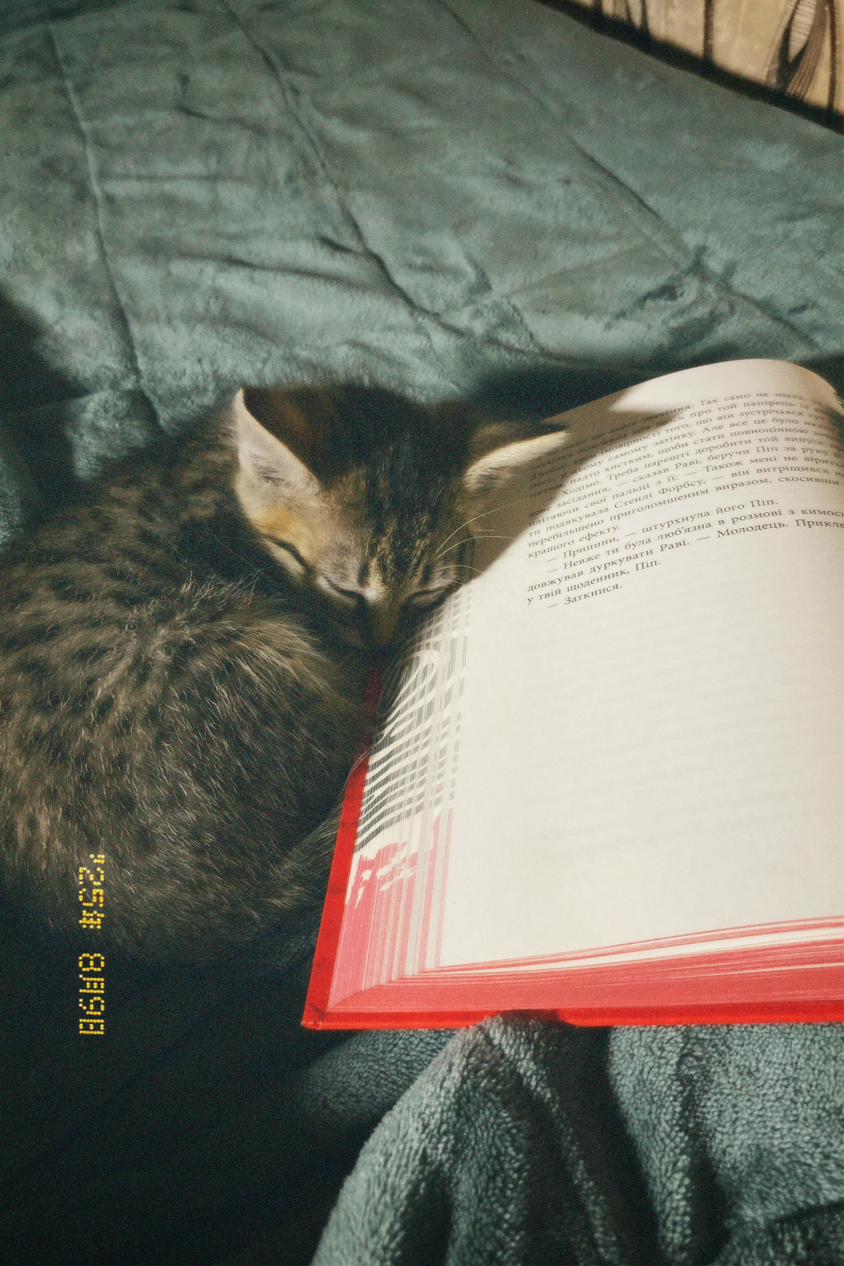 Бажанки Лізавєтки 