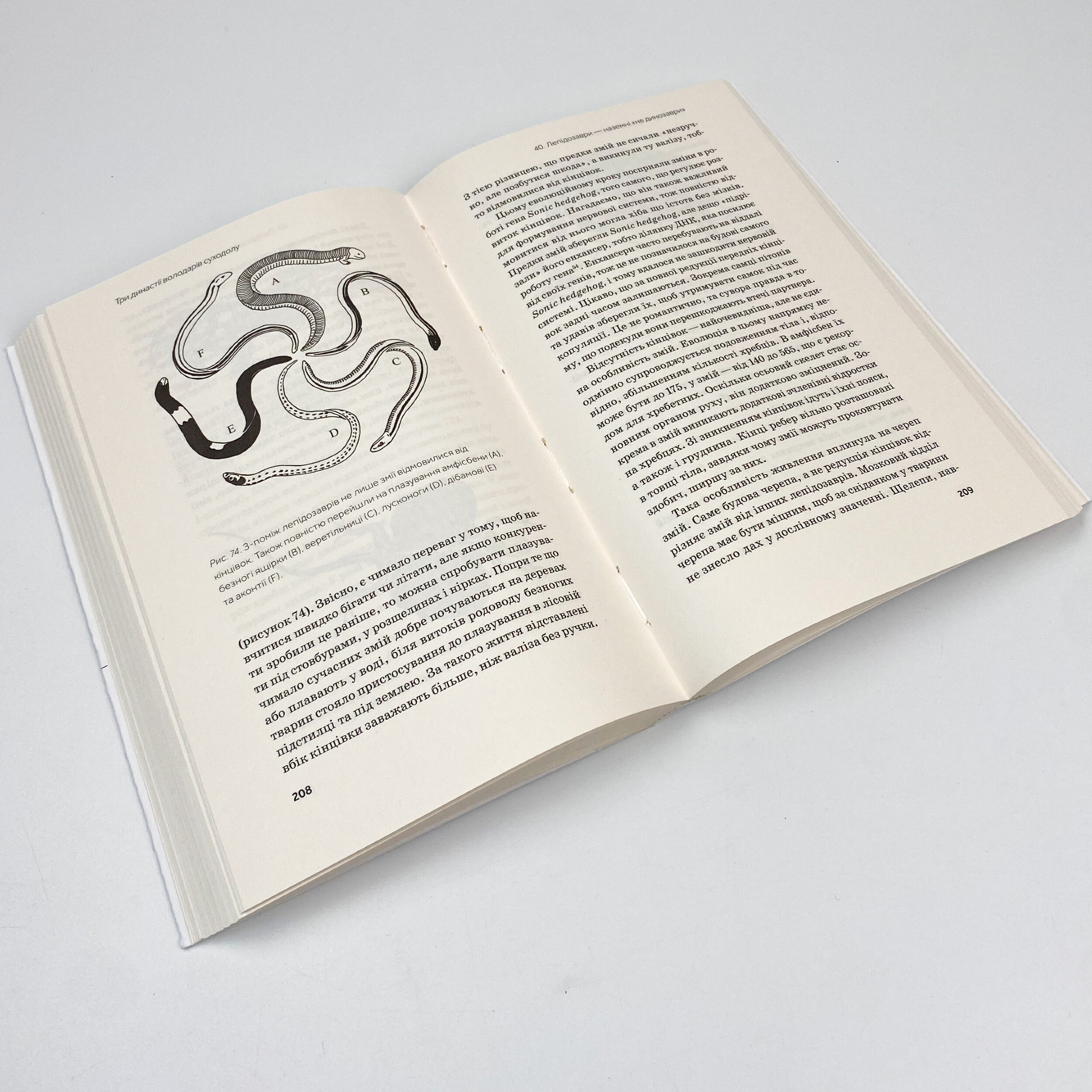 Слідуй за розбитим черепом: історія еволюції скелету. Автор — Леонід Горобець. 