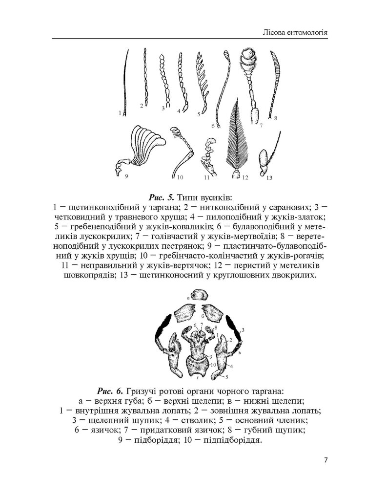 Лісова ентомологія